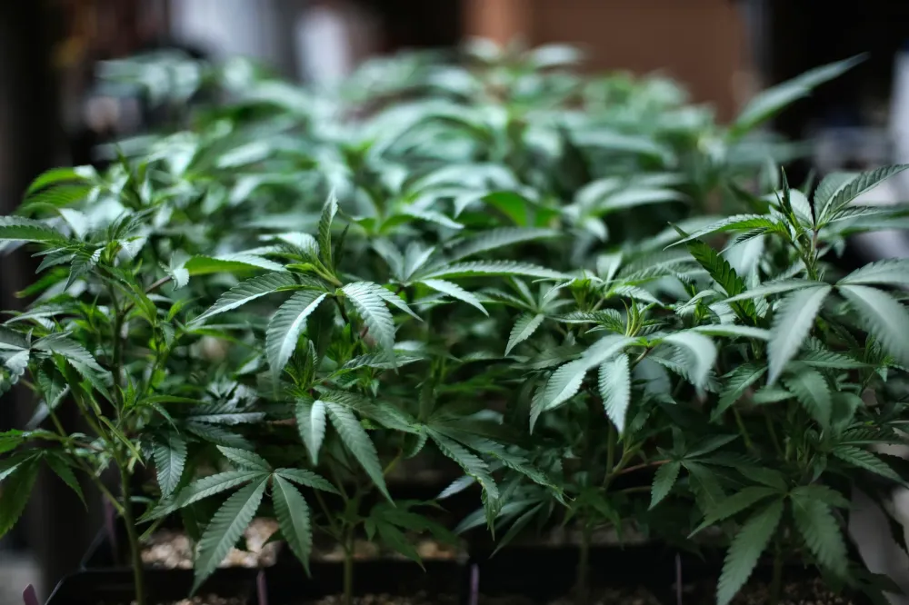 LSU and Southern University May Lose Exclusive Rights to Medical Marijuana Farming in Louisiana post image